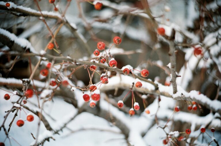 elderberry