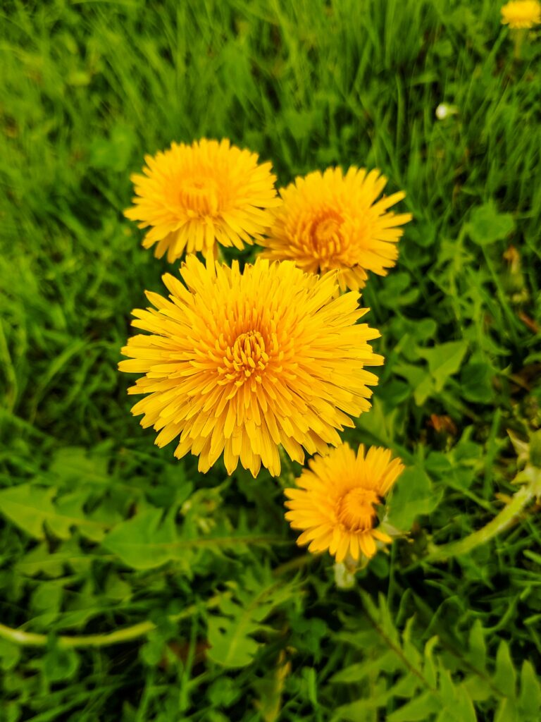 walter-sturn-kKmSRORgcnM-unsplash